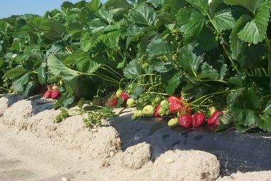 Strawberries on Plastic